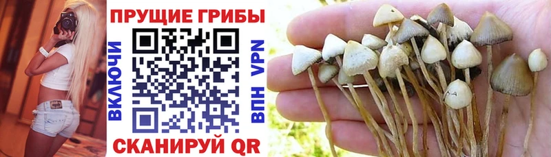 Галлюциногенные грибы ЛСД Павлово